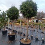 Tuja západná (Thuja occidentalis) ´BRABANT´ - výška 200-220 cm, kont. C90L - NA KMIENKU